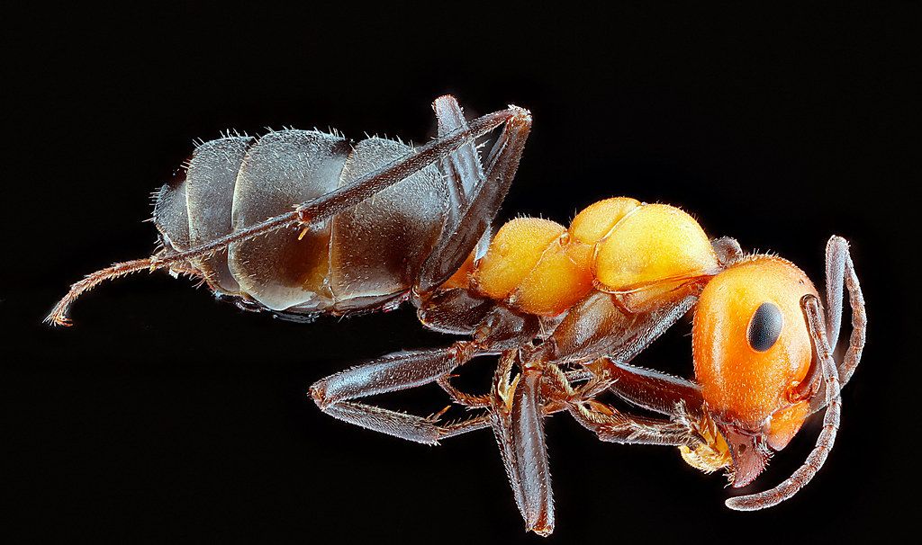 Ant Control service in Flint, MI