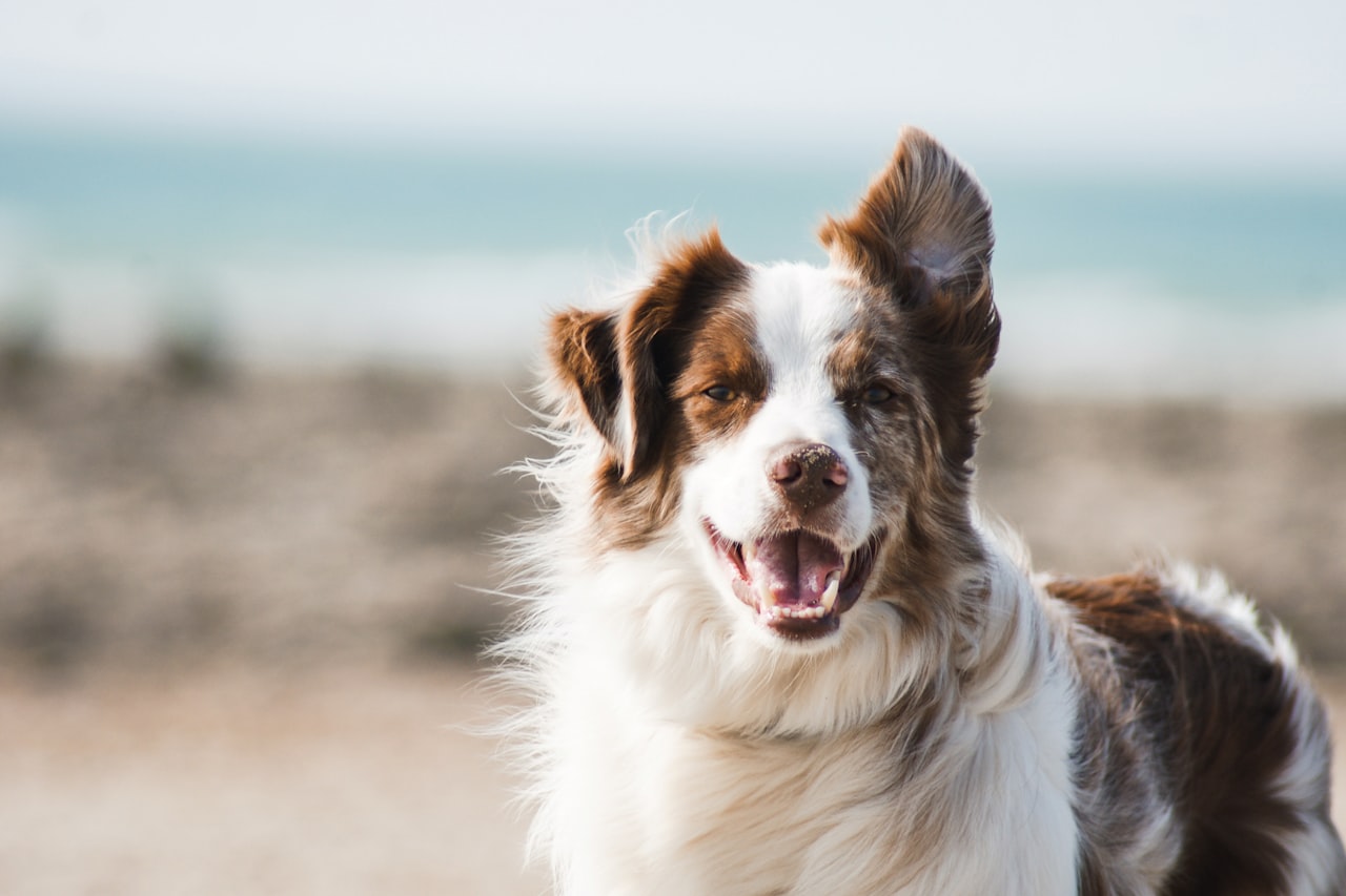 Flea & Tick Control service in Flint, MI