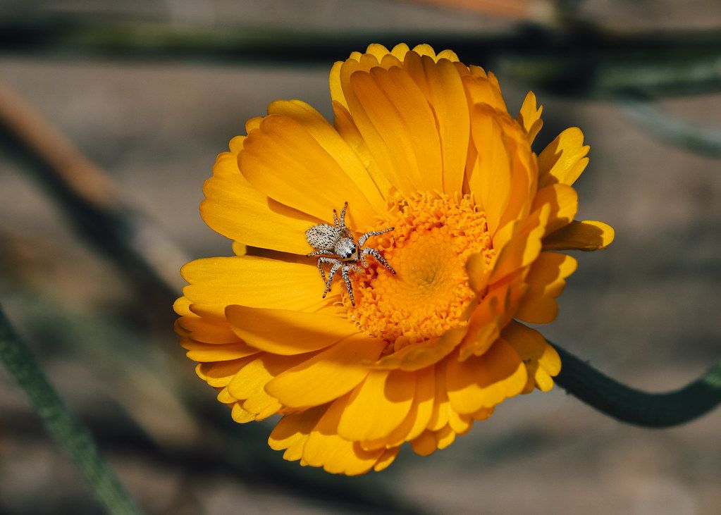 Spider Control service in Flint, MI
